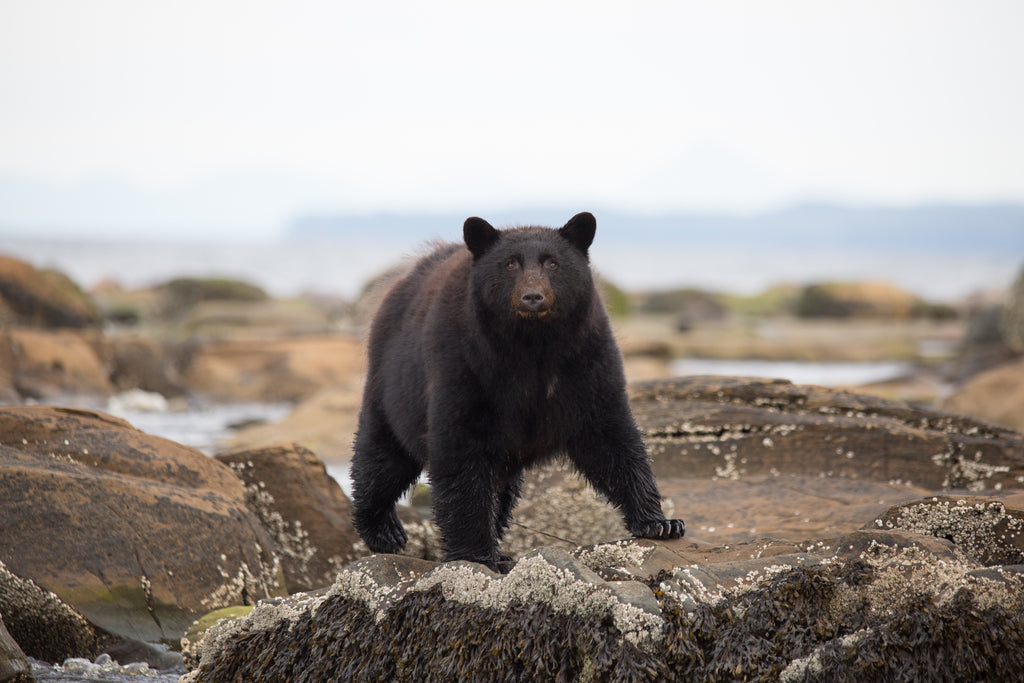 Black bear