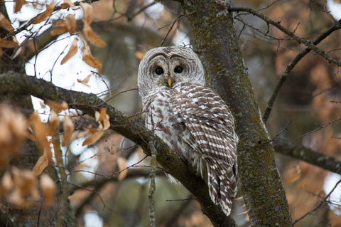 Barred Owl
