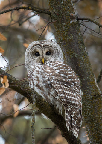 Barred Owl