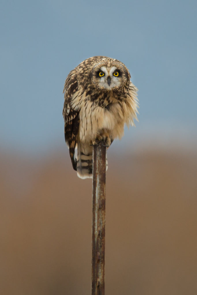 Short eared Owl