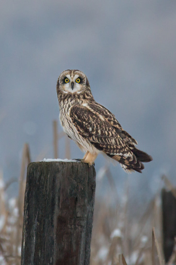 Short eared Owl