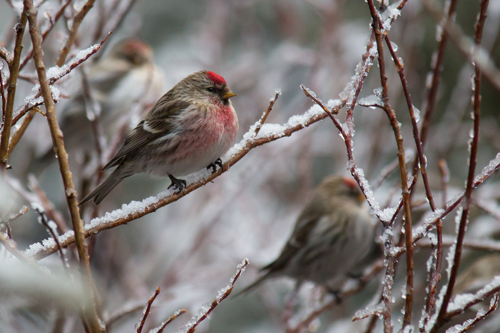 Common Redpoll