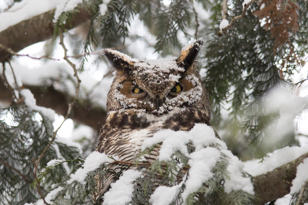 Great horned Owl
