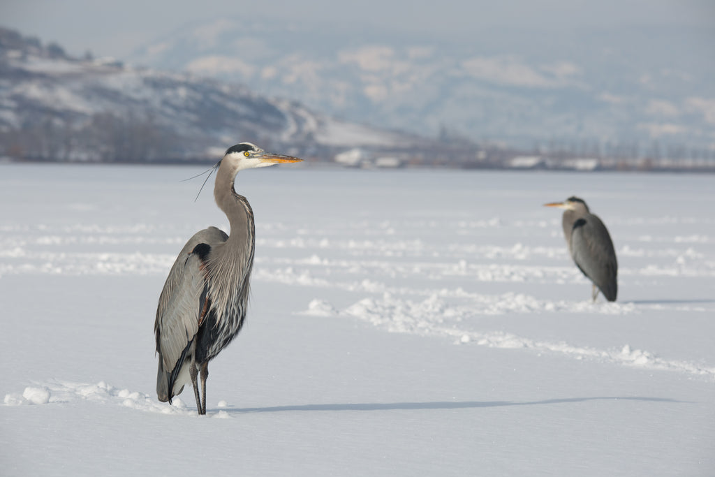 Great Blue Heron