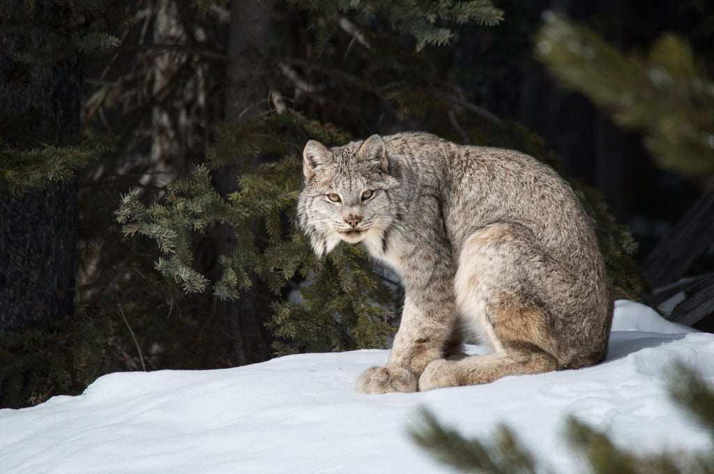 Lynx