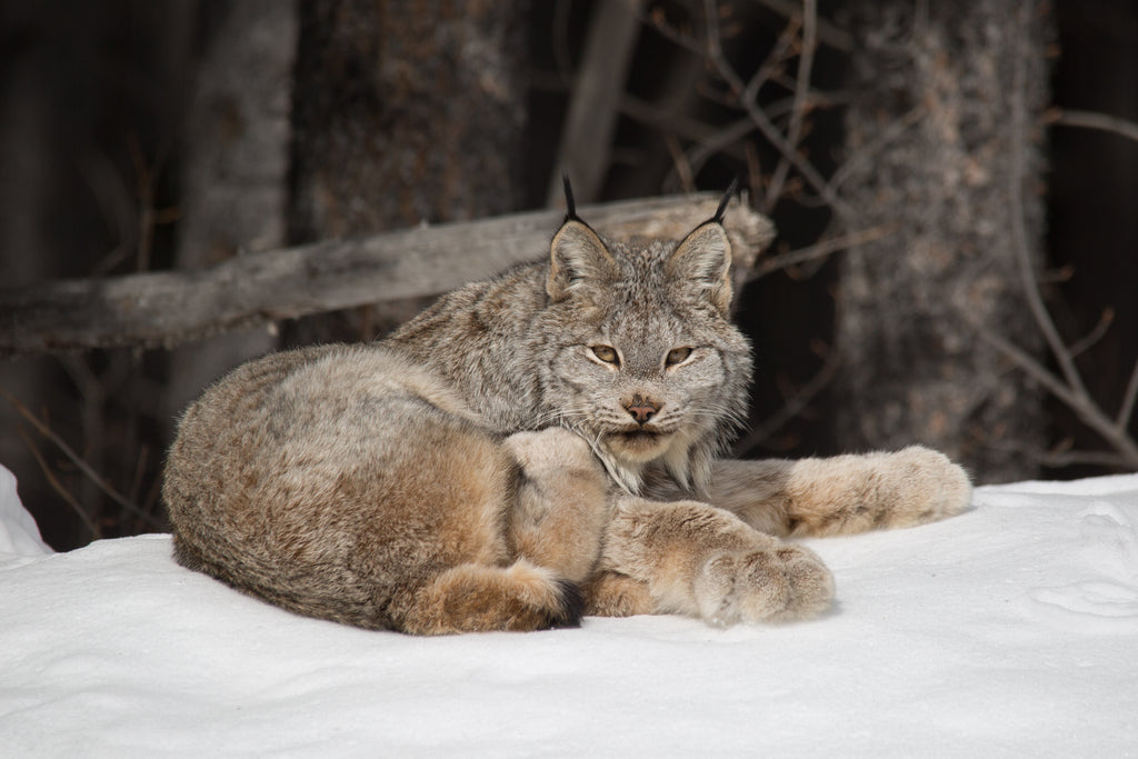 Lynx
