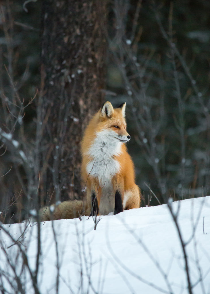 Fox