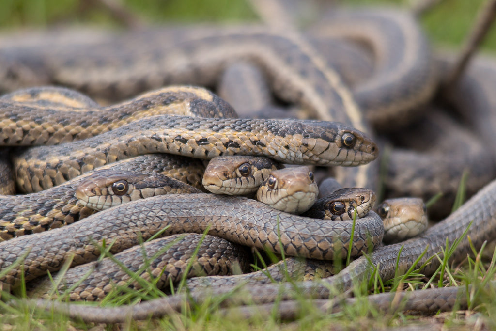 Garter Snake