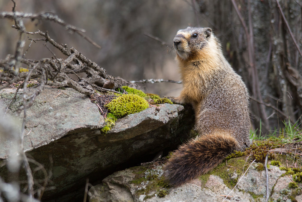 Yellow Bellied Marmot