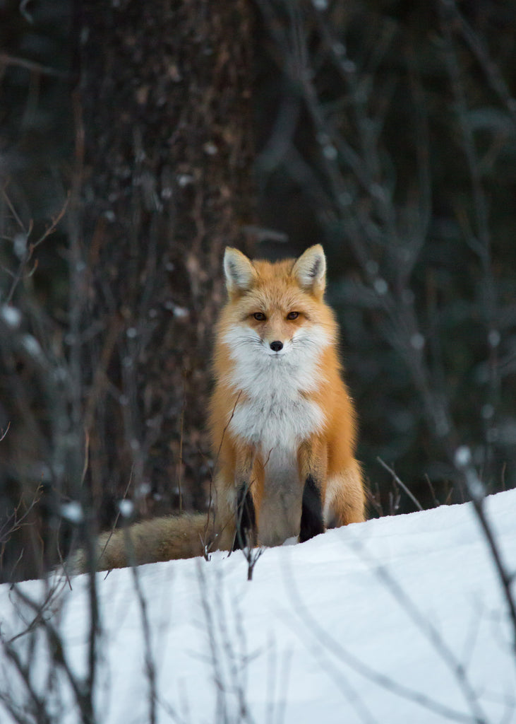 Fox
