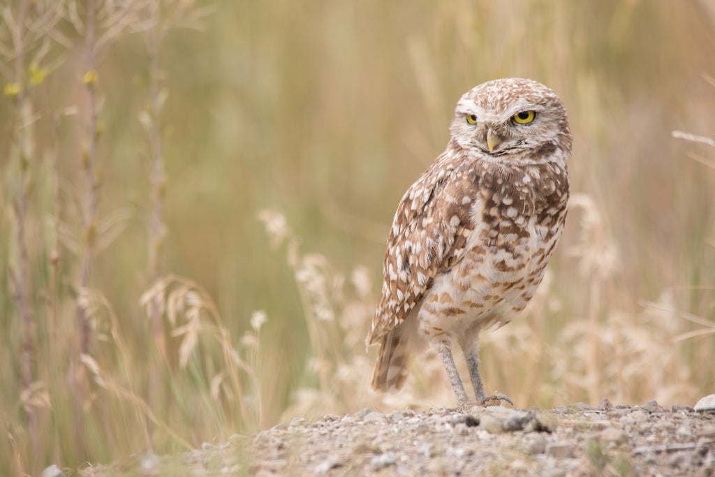 Burrowing Owl