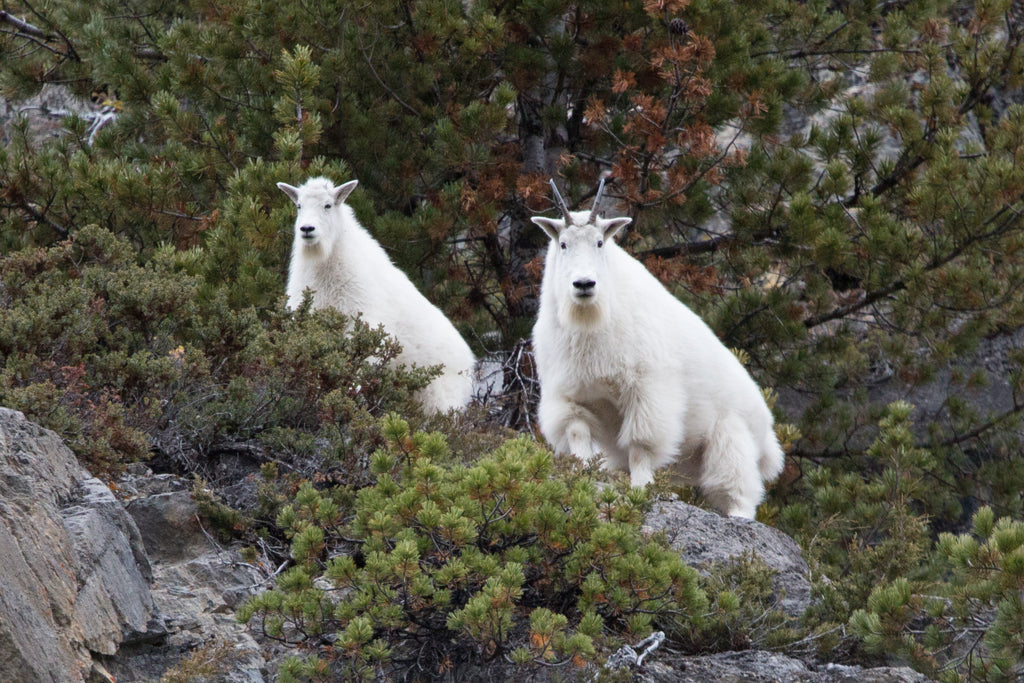 Mountain Goats