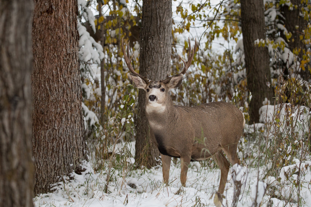 Deer