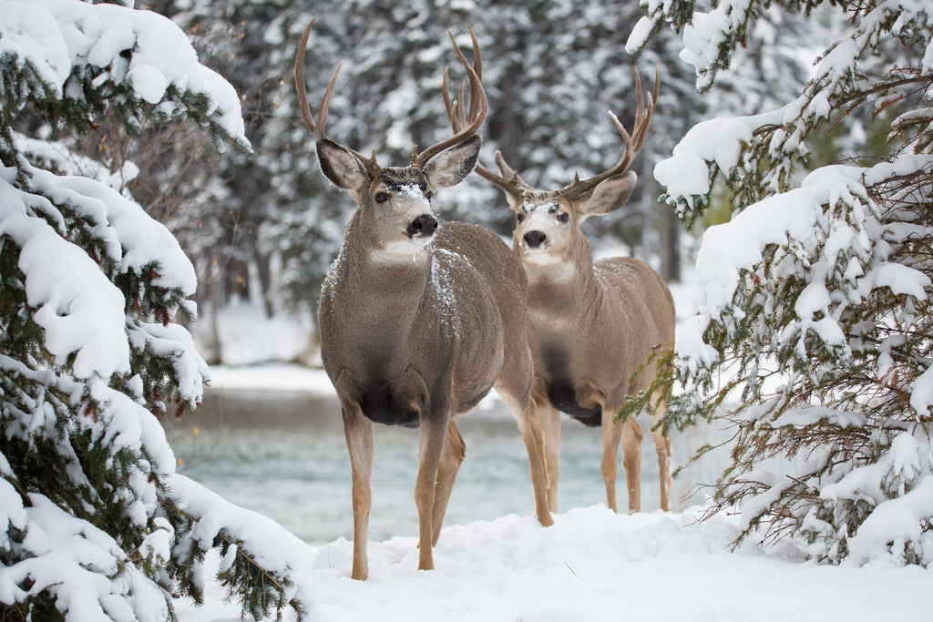 Deer