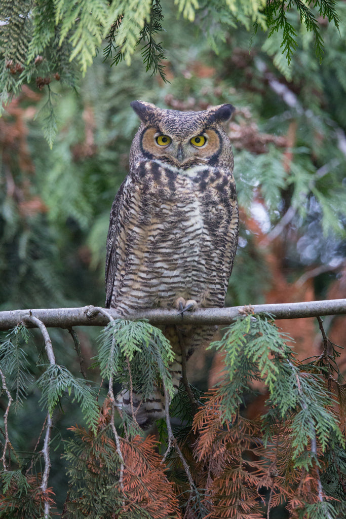 Great horned Owl