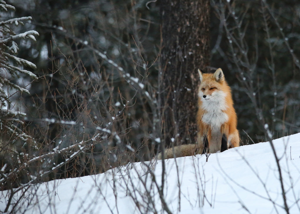 Fox