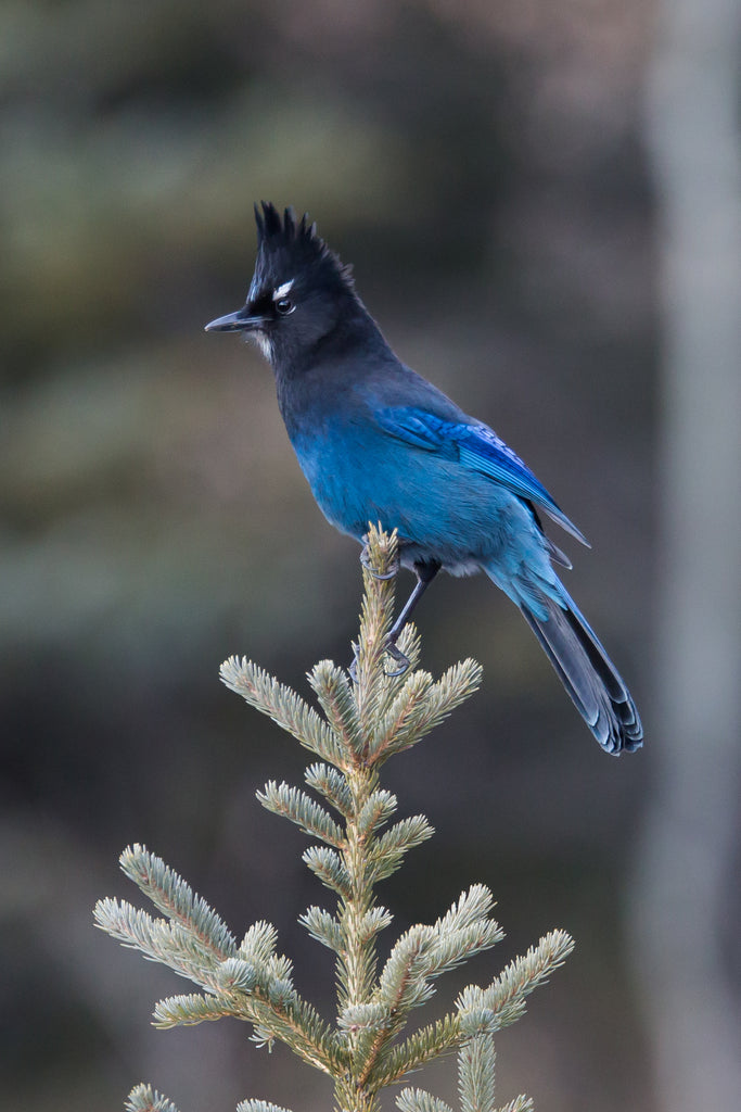 Steller's jay