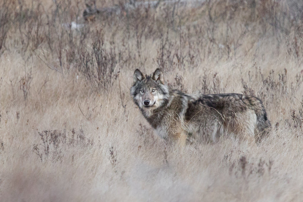 Wolf
