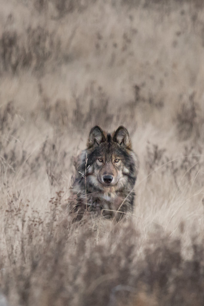 Wolf