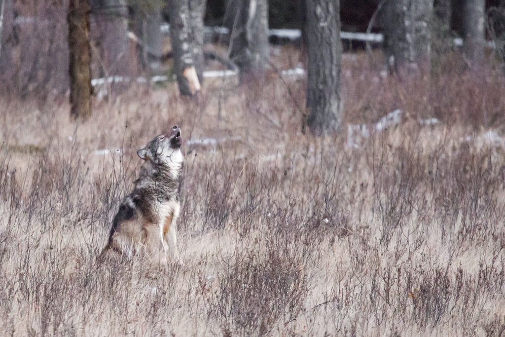Wolf