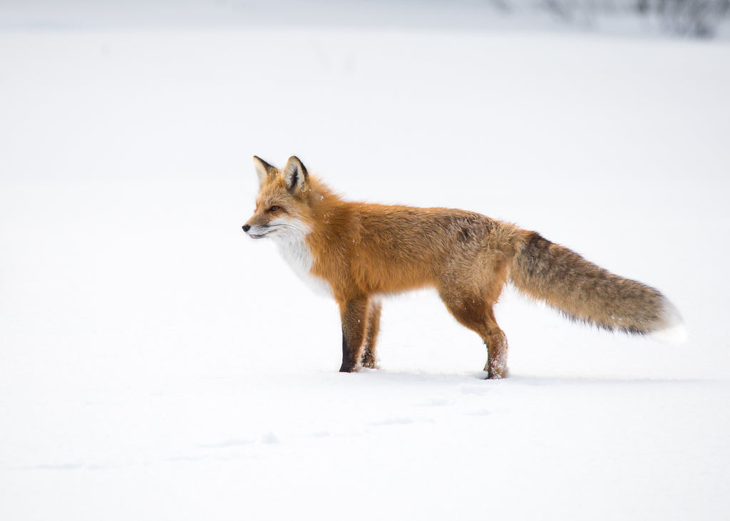 Fox