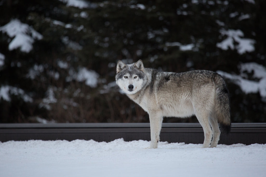 Wolf