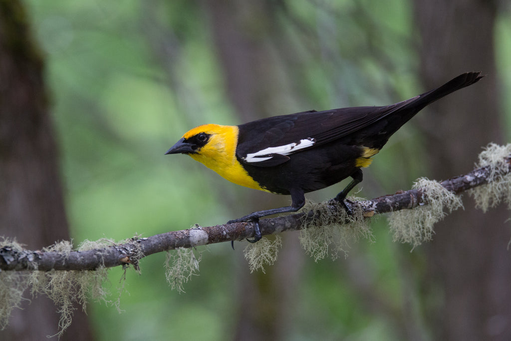 Yellow-headed Blackbird