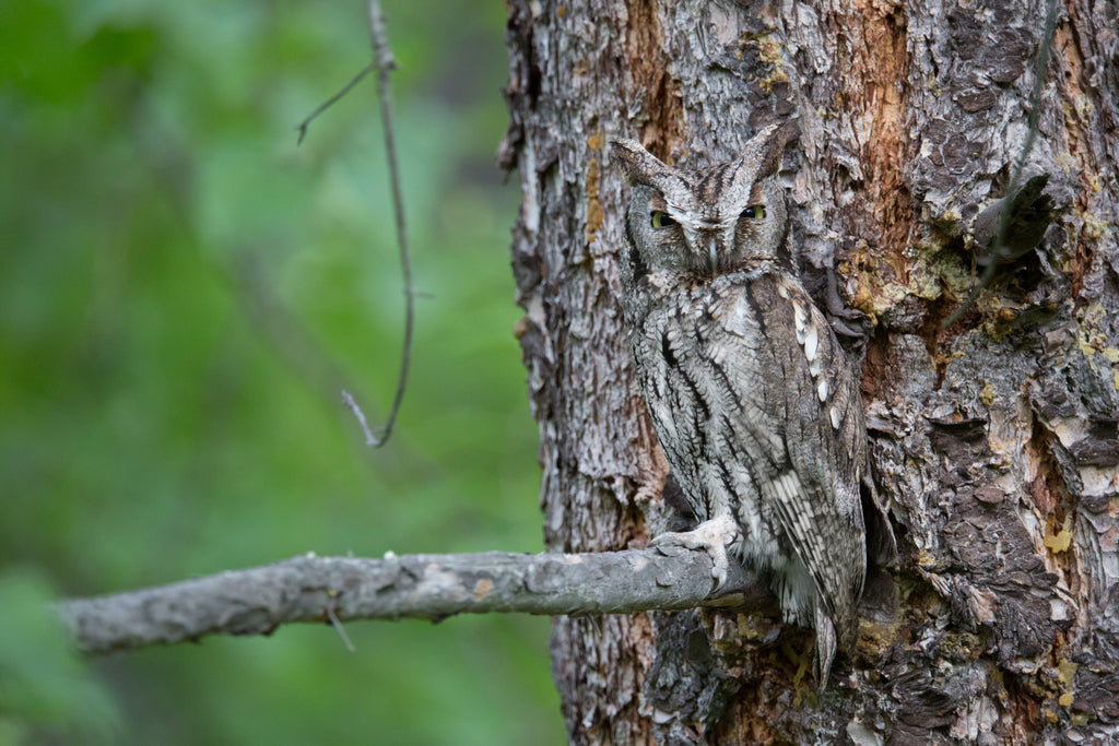 Western Screech Owl