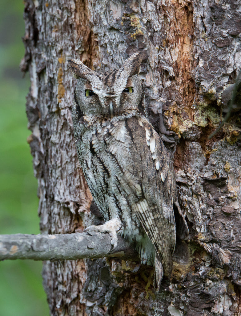 Western Screech Owl