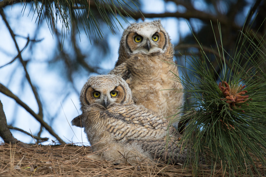 Great Horned Owl