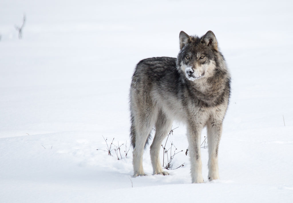 Wolf
