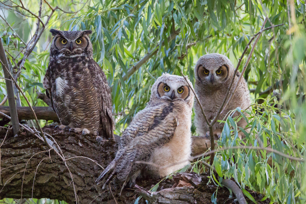Great Horned Owl