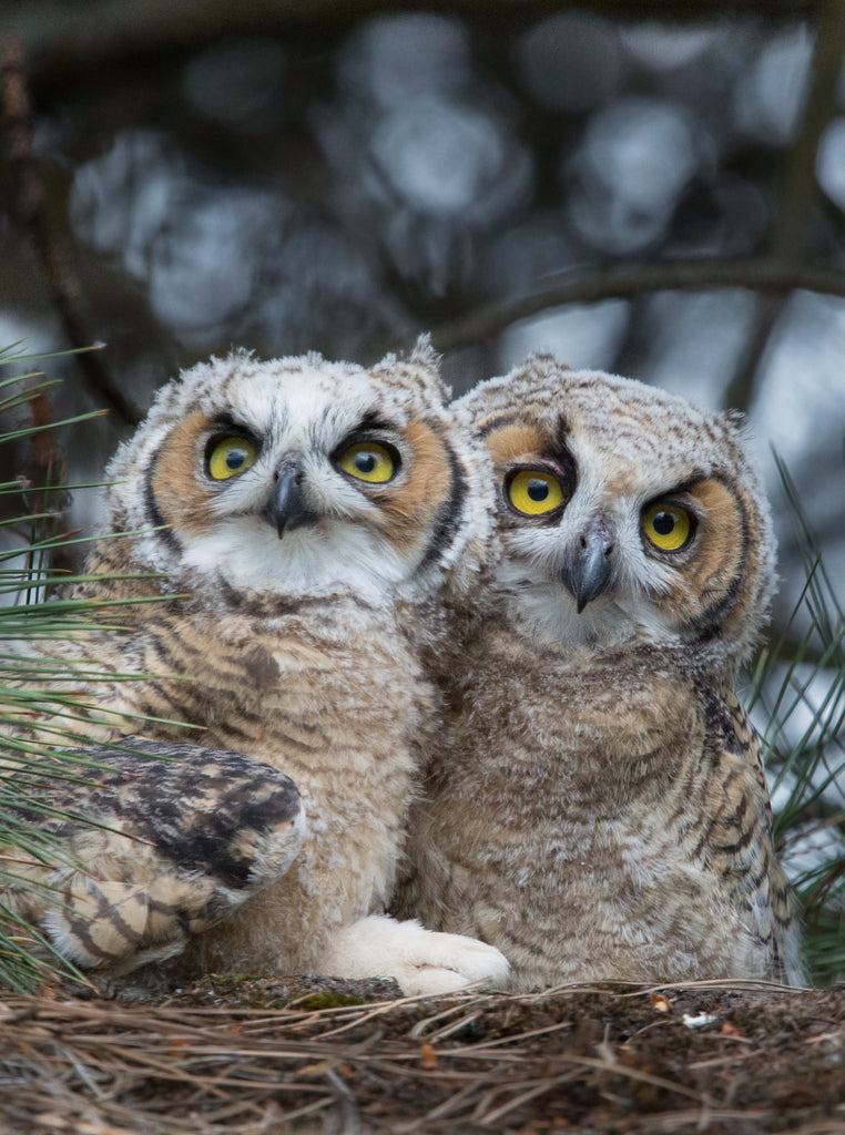 Great Horned Owl