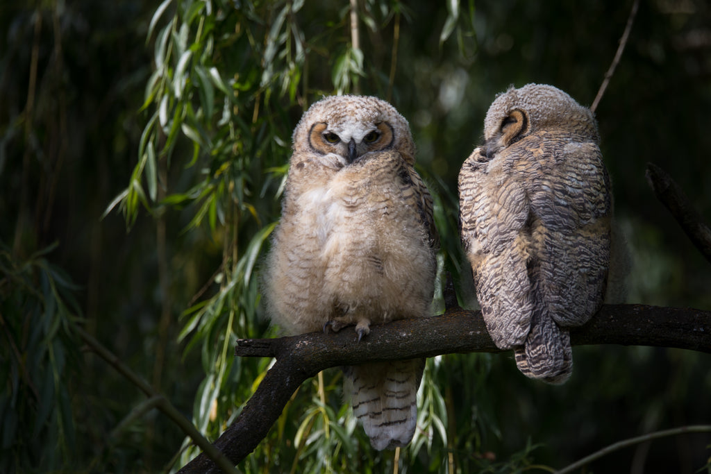 Great Horned Owl
