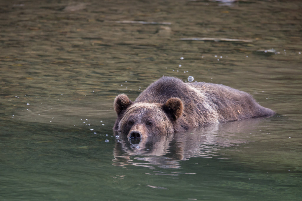 Grizzly