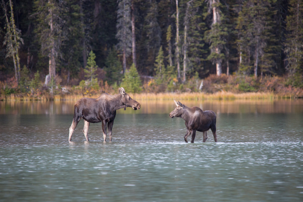 Moose Moments
