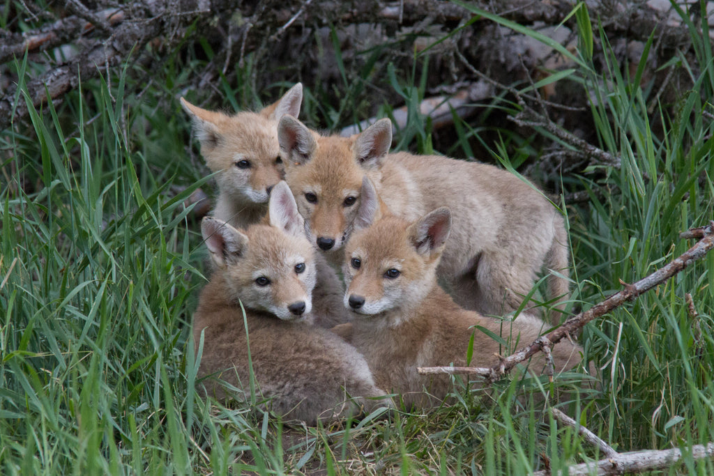 Coyote