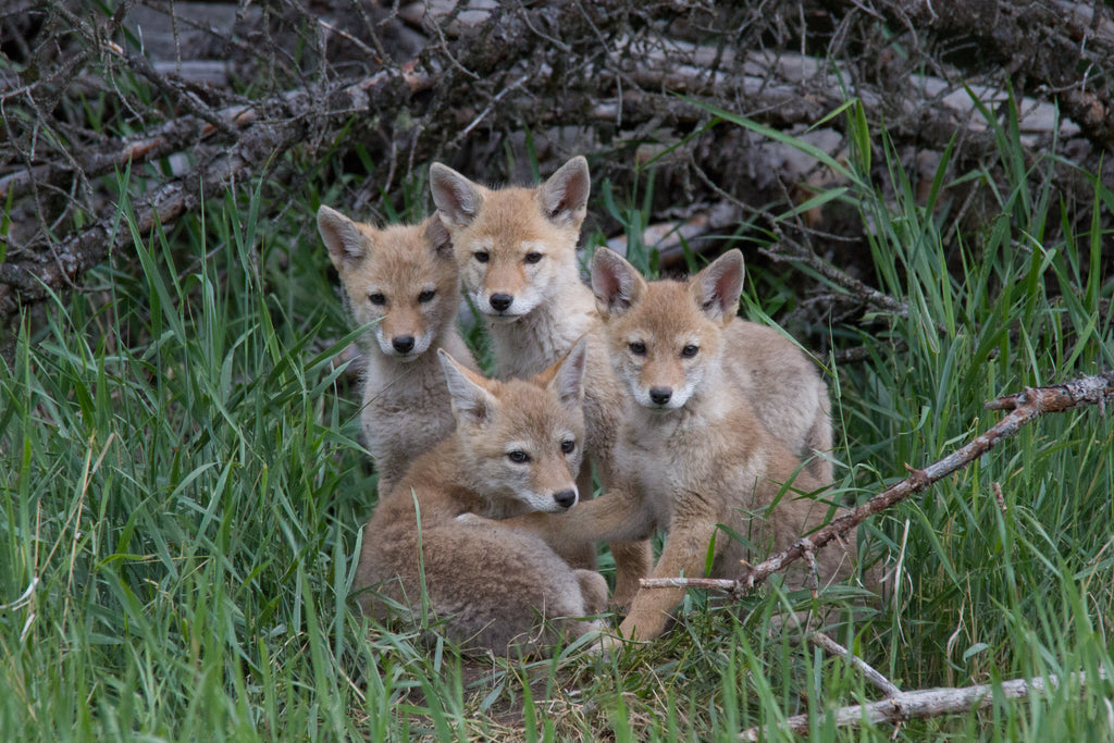 Coyote