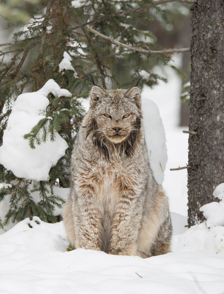Lynx