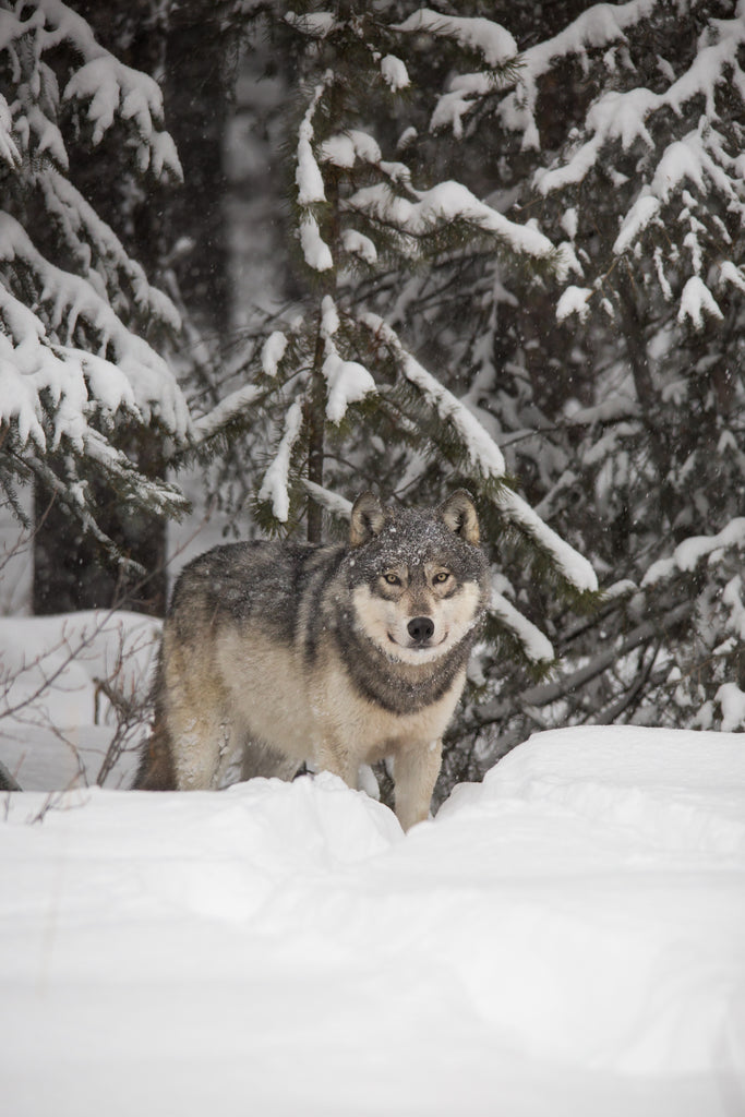 Wolf