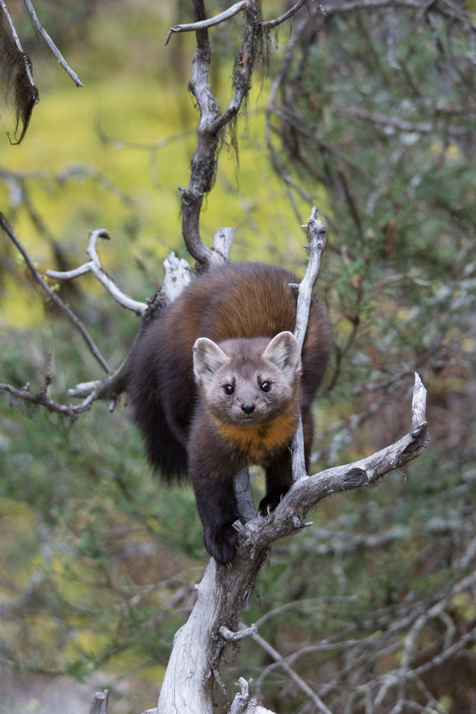 Pine Marten stare