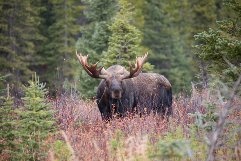 Bull Moose