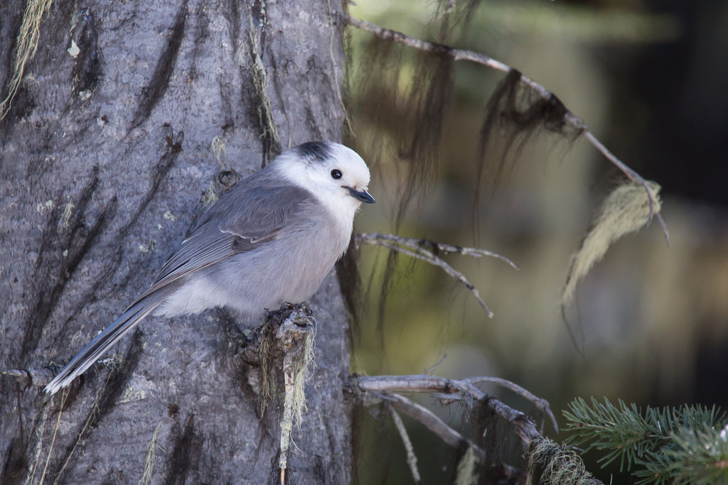 Canadian Jay