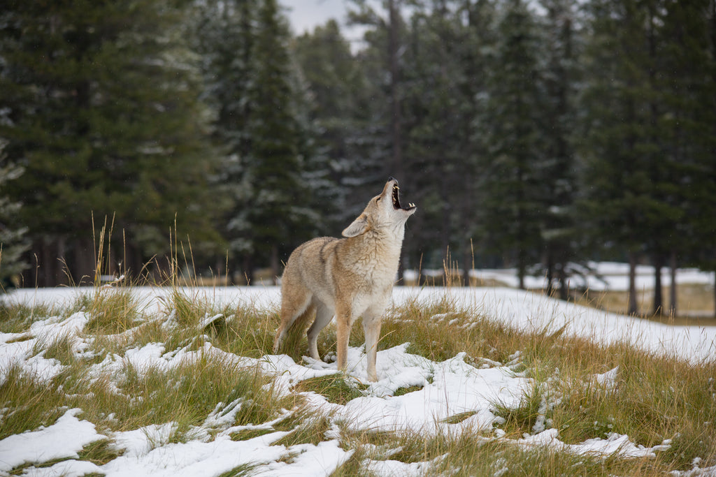 Howling Coyote!