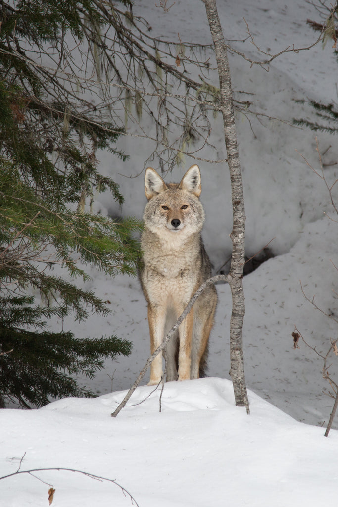 Coyote