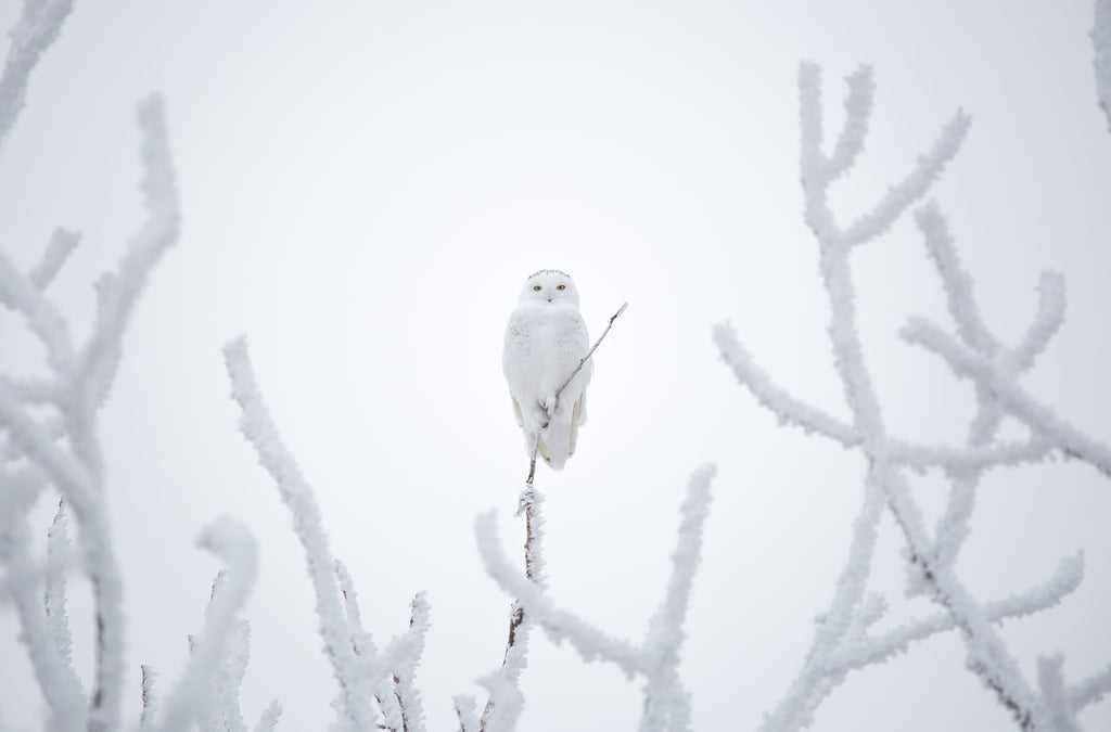 Snow Ghost