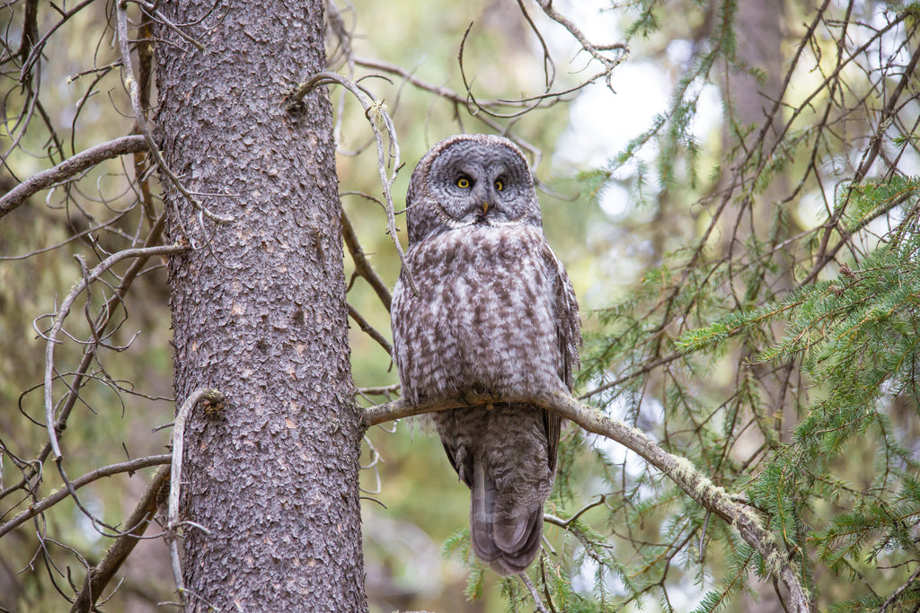 Great Grey Owl