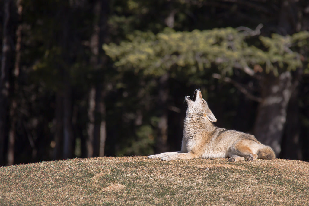 Coyote