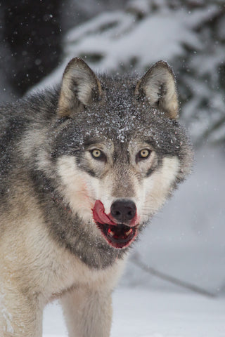 Bloody Wolf