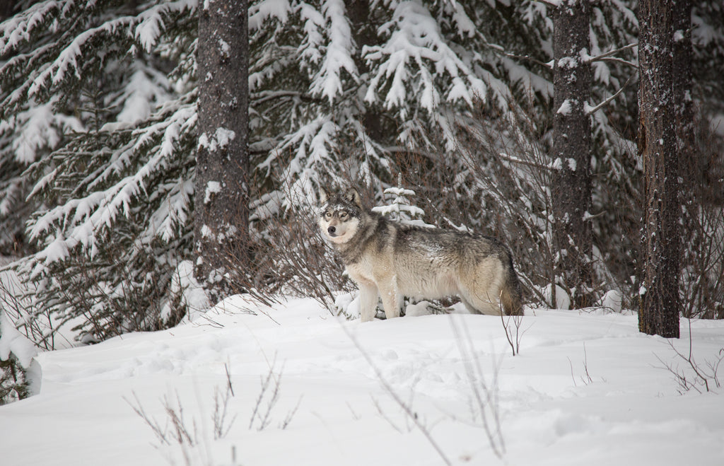 Mid day grey Wolf